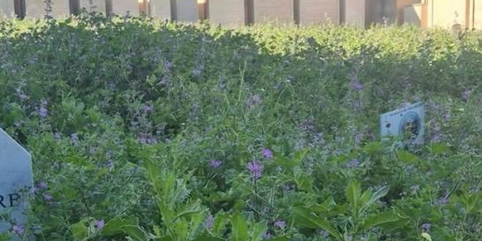 Tombe “inghiottite” dalla vegetazione spontanea al cimitero comunale di Comiso. Bellassai (Pd): “Situazione di estremo degrado”