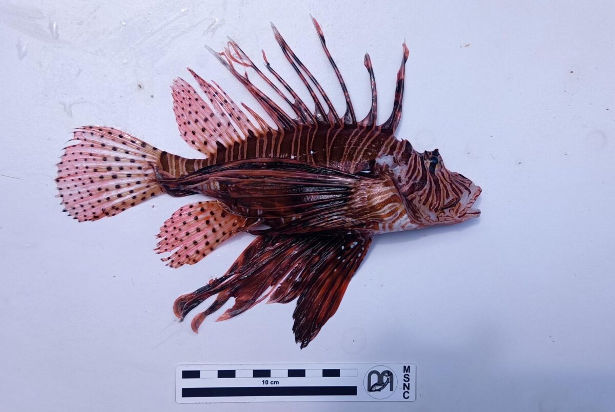 Punta Secca, segnalato per la prima volta un pesce scorpione