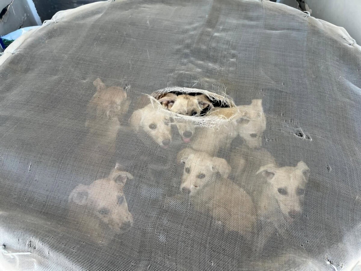 Comiso, 10 cuccioli abbandonati: si cercano i responsabili