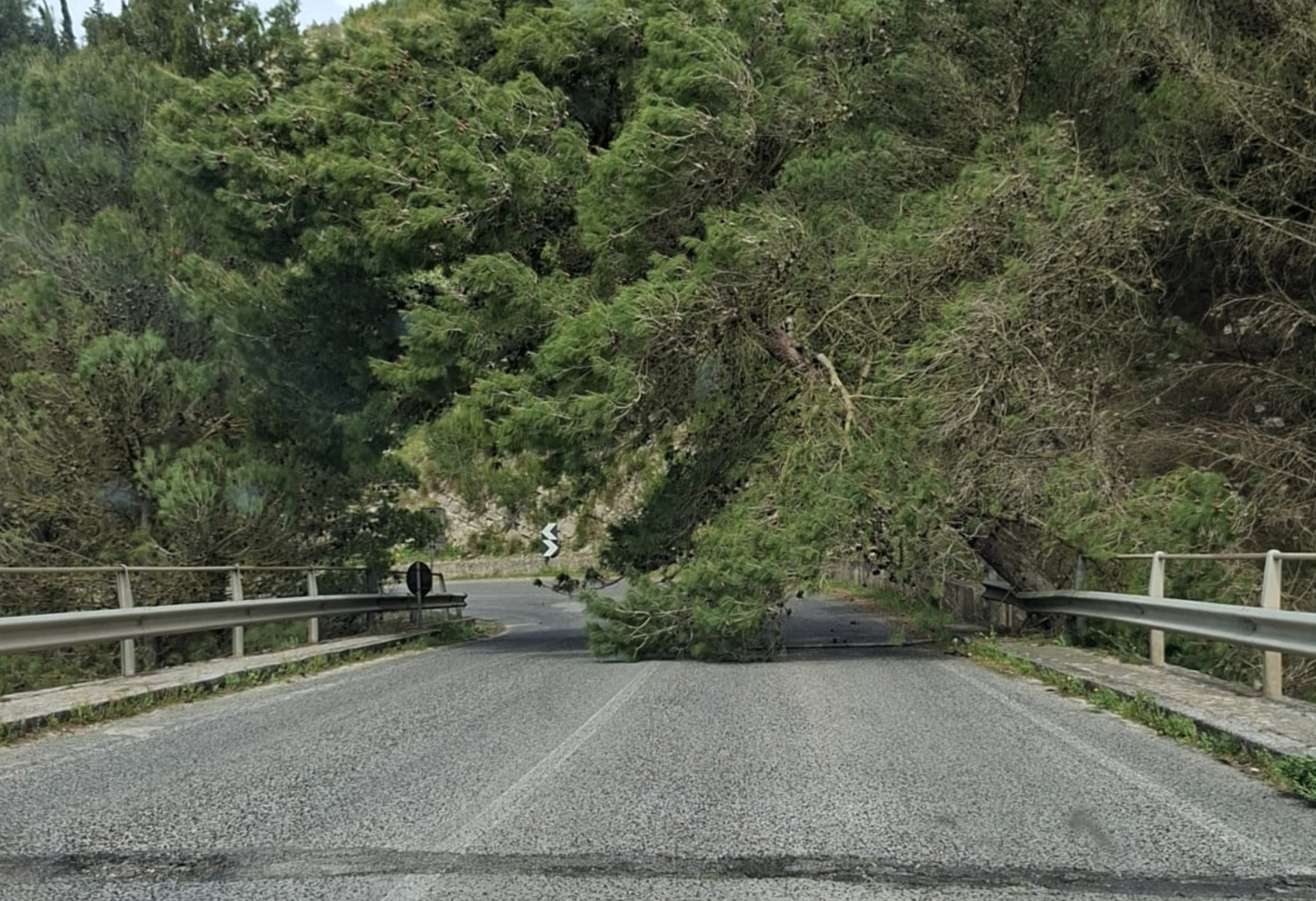 Vento forte sferza il Ragusano: alberi caduti, volo dirottato, disagi e una domenica “bloccata”