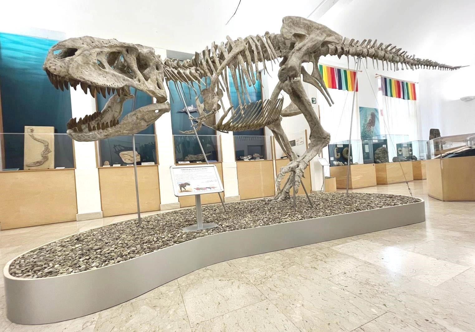 Dinosauri al Museo di Comiso: prorogata fino al 25 gennaio 2027 la mostra con l’unico Tarbosauro esposto in Italia