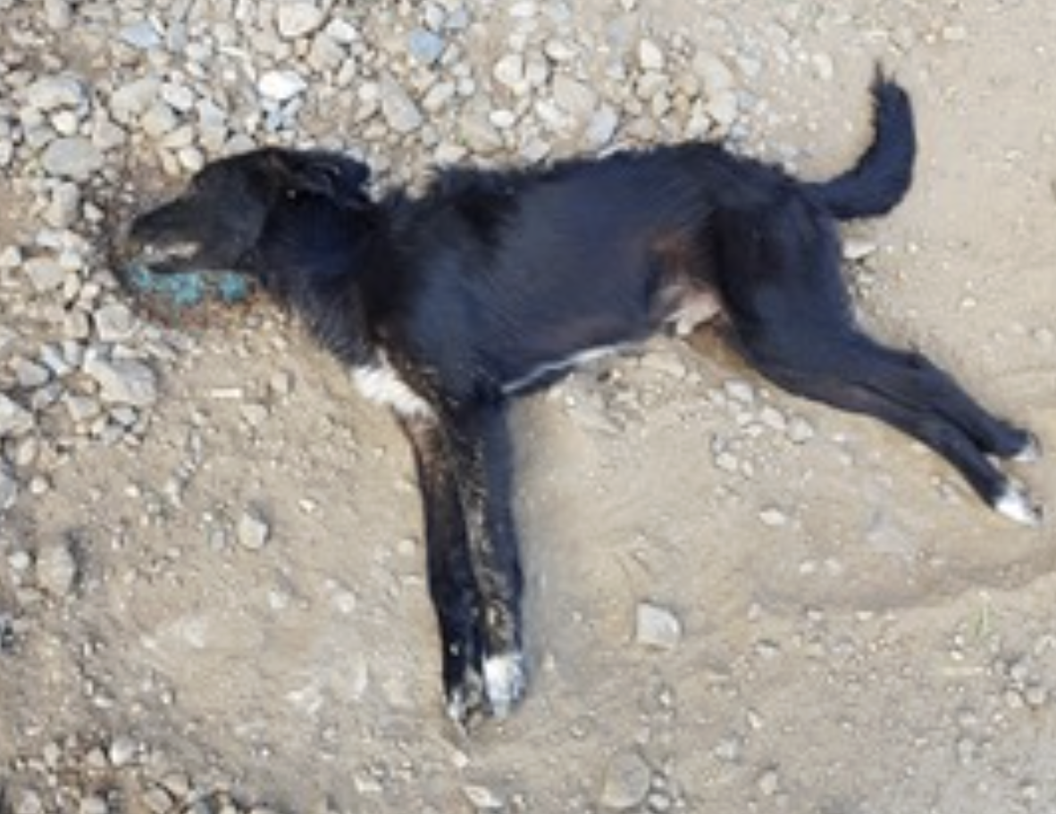 Comiso sotto shock, cani avvelenati ovunque. L’allarme del Comune