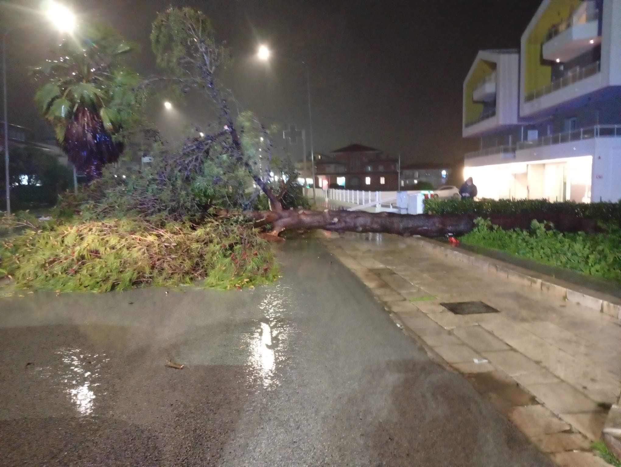 Ragusa, cade un albero lungo il viale delle Americhe. Situazione sempre più pericolosa