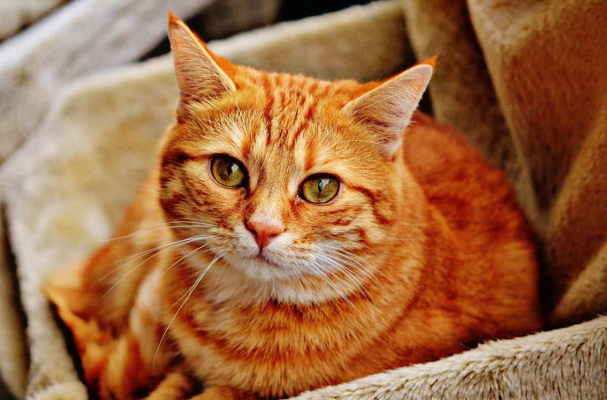 Lav Ragusa: sterilizzazione, microchippatura e adozioni di cani e gatti - Quotidiano di Ragusa