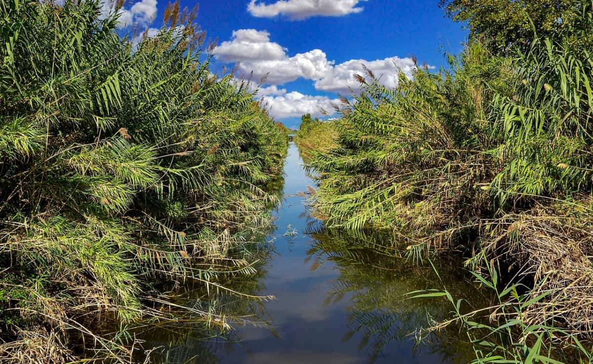 L'alveo del fiume Ippari sul territorio di Comiso invaso dai canneti - Quotidiano di Ragusa