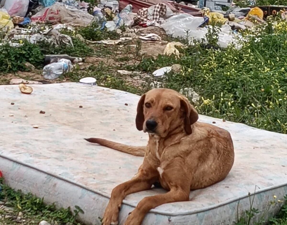 Randagismo, ecco i contributi riceuvuti da tutti i comuni iblei