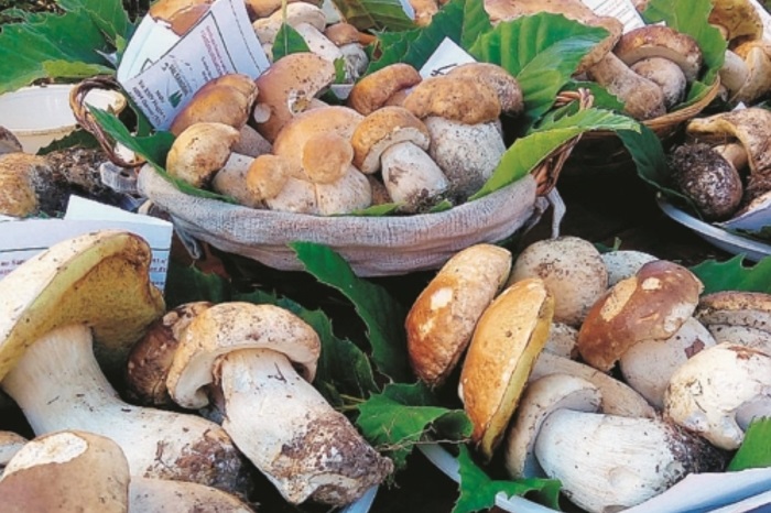 Comiso: torna la mostra micologica, weekend tra funghi e biodiversità