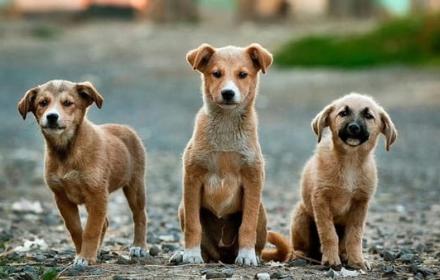 Scicli, la LAV in azione: 120 sterilizzazioni e 55 microchippature contro il randagismo
