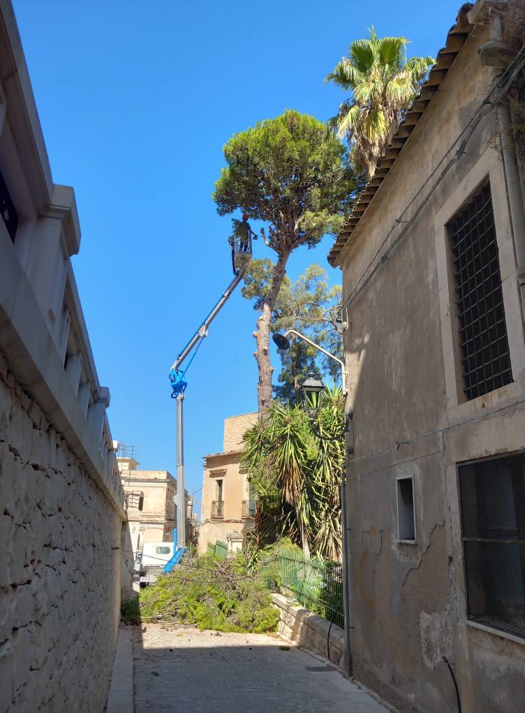 Due pini secolari abbattuti a Comiso: ecco perché. Ma l'opposizione protesta
