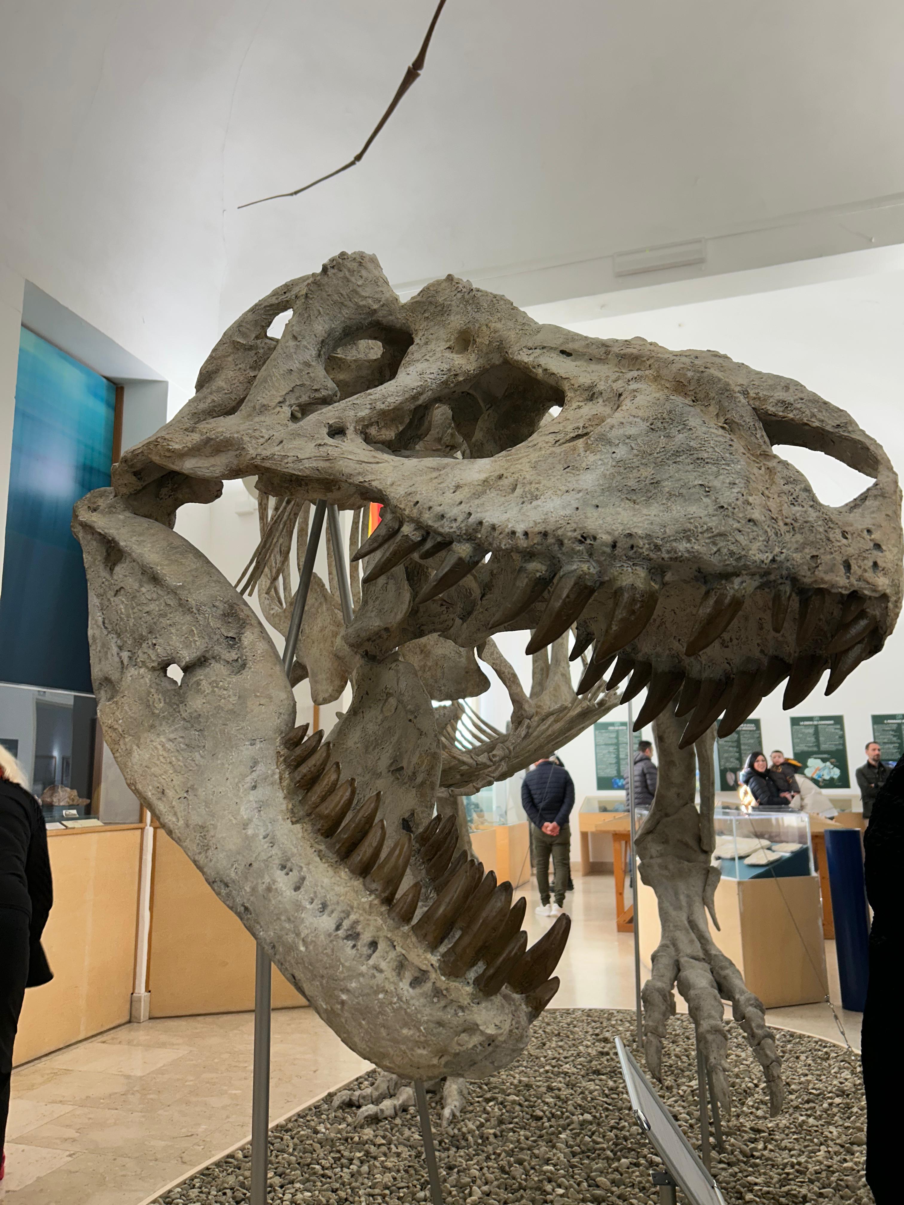 Tarbosauro a Comiso: il gigante del Mesozoico sbarca al Museo e conquista il pubblico