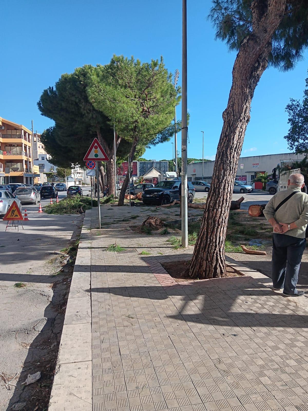 Alberi abbattuti a Vittoria. Terre Pulite denuncia: "È uno scempio. Camini e stufe vanno a nozze"