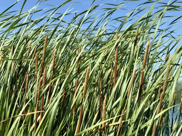 Canneto fuori controllo lungo l’Ippari: l'allarme dei residenti