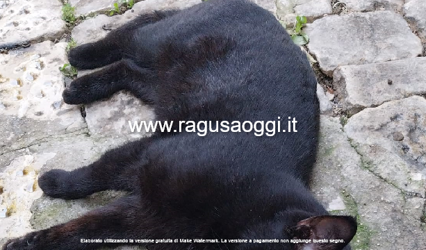 Dopo Comiso, l’incubo avvelenamenti arriva a Chiaramonte: gatti trovati morti