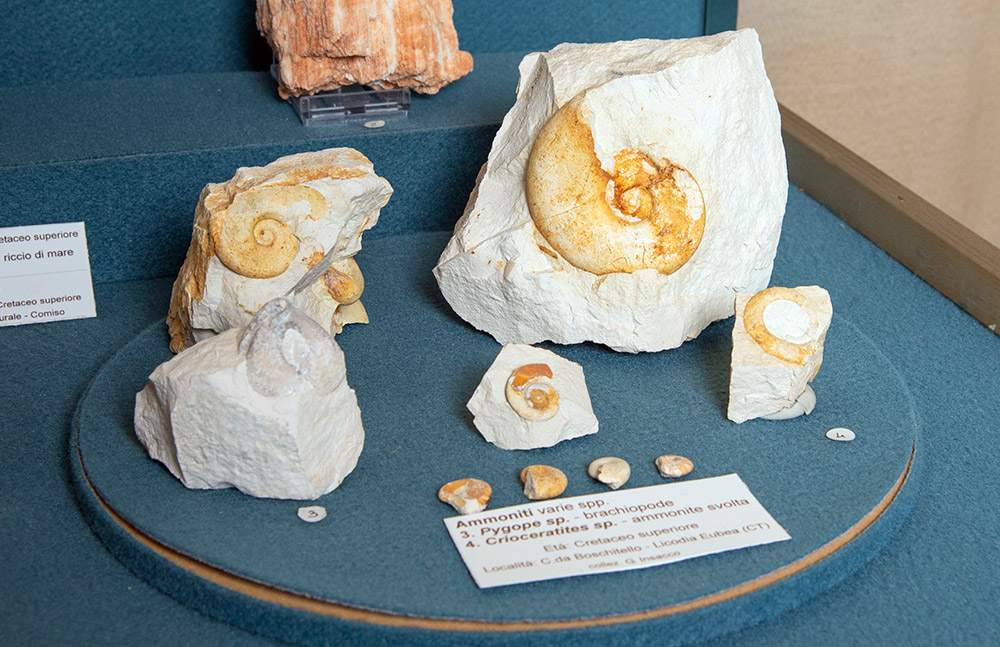 Scoperte 60 nuove specie di gasteropodi in Sicilia: due dedicate al direttore Gianni Insacco